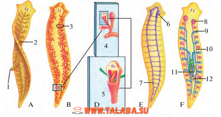 16-rasm. Oq planariyaning ichki tuzilishi