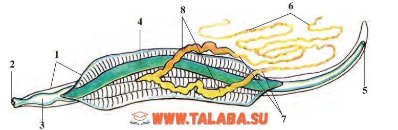21-rasm. Askaridaning ichki tuzilishi:1 – teri; 2 – og‘iz; 3 – halqum; 4 – ichak; 5 – anal teshigi; 6 – tuxumdonlar; 7 – tuxum yo‘li; 8 – bachadonlar