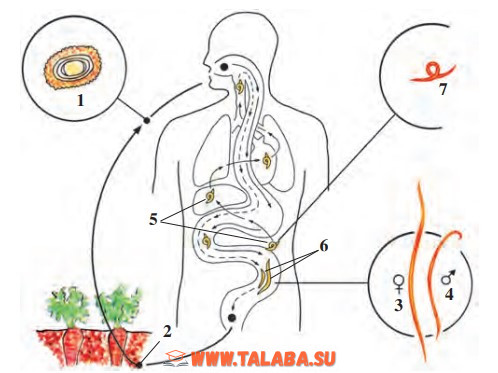 22-rasm. Askaridaning rivojlanishi: 1 – tuxum; 2 – tuproqdagi tuxumlar; 3 – urg‘ochi askarida; 4 – erkak askarida; 5 – o‘pkaga o‘tayotgan lichinka; 6 – voyaga yetgan davri; 7 – lichinka.
