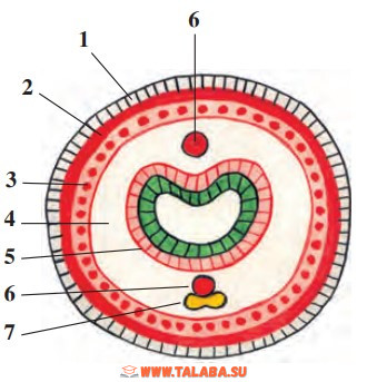 25-rasm. Yomg‘ir chuvalchangi tanasining ko‘ndalang kesimi: 1 – teri; 2 – halqa muskullar; 3 – bo‘ylama muskullar; 4 – tana bo‘shlig‘i; 5 – ichak; 6 – qon tomirlari; 7 – nerv tuguni.