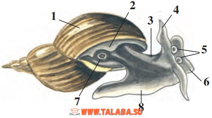 29-rasm. Chuchuk suv shillig‘ining tashqi tuzilishi: 1 – chig‘anoq; 2 – mantiya cheti; 3 – tanasi; 4 – paypaslagich; 5 – ko‘zlar; 6 – bosh; 7 – nafas teshigi; 8 – oyoq
