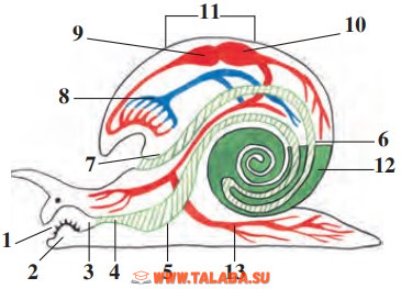 30-rasm. Chuchuk suv shillig‘ining ichki tuzilishi: 1 – og‘iz; 2 – tilcha; 3 – halqum; 4 – qizilo‘ngach; 5 – oshqozon; 6 – ichak; 7 – anal teshigi; 8 – o‘pka; 9 – yurak bo‘lmasi; 10 – yurak qorinchasi; 11 – yurak; 12 – jigar; 13 – qon tomirlari