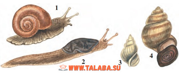 31-rasm. Qorinoyoqli mollyuskalar: 1 – tok shillig‘i; 2 – yalang‘och shilliq; 3 – bitiniya; 4 – tirik tug‘ar shilliq