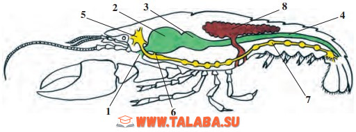 36-rasm. Daryo qisqichbaqasining hazm qilish, jinsiy va nerv sistemasi: 1 – og‘iz; 2 – katta oshqozon; 3 – kichik oshqozon; 4 – ichak; 5 – halqum usti nerv tuguni; 6 – halqum osti nerv tuguni; 7 – qorin nerv zanjiri; 8 – jinsiy bez