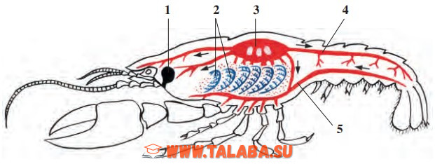37-rasm. Daryo qisqichbaqasining ayirish, qon aylanish va nafas olish sistemasi: 1 – ayirish bezi; 2 – jabralar; 3 – yurak; 4 – orqa qon tomiri; 5 – qorin qon tomiri