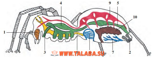 40-rasm. Butli o‘rgimchakning ichki tuzilishi: 1 – zahar bezi; 2 – o‘rgimchak bezlari; 3 – qizilo‘ngach;4 – oshqozon; 5 – ichak; 6 – o‘pka xaltasi; 7 – traxeya; 8 – nerv zanjiri; 9 – yurak; 10 – jinsiy bez