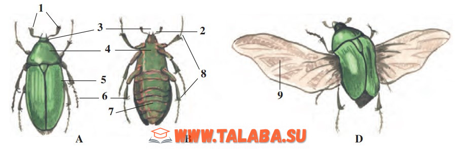 42-rasm. Yashil bronza qo‘ng‘izining tashqi tuzilishi: A – orqa tomondan va B – qorin tomondan ko‘rinishi; D – uchayotgan qo‘ng‘iz: 1 – mo‘ylovlari; 2 – boshi; 3 – ko‘zi; 4 – ko‘krak bo‘limi; 5 – ustqanot; 6 – orqa oyoq; 7 – qorin; 8 – yurish oyoqlari; 9 – ostki qanot