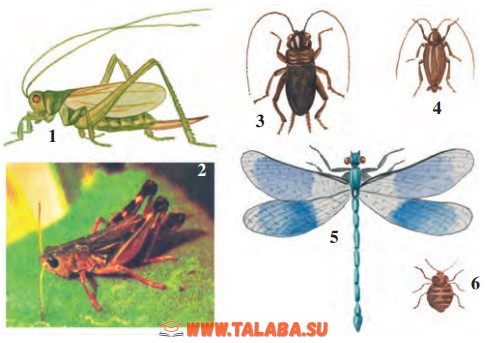 48-rasm. Chala o‘zgarish bilan rivojlanadigan hasharotlar: 1 – yashil temirchak; 2 – chigirtka; 3 – qora chirildoq; 4 – sariq suvarak; 5– suluv ninachi; 6 – to‘shak qandalasi