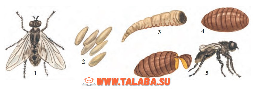 52-rasm. Uy pashshasining rivojlanishi: 1 – urg‘ochisi; 2 – tuxumlar; 3 – qurt; 4 – g‘umbak; 5 – yosh pashsha