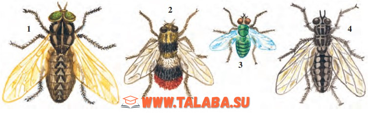 53-rasm. Har xil ikki qanotlilar: 1 – qoramol so‘nasi; 2 – bo‘ka; 3 – yashil go‘sht pashshasi; 4 – kulrang o‘laksa pashsha