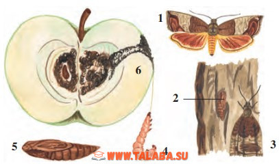 54-rasm. Olma mevaxo‘rining rivojlanishi: 1 – kapalagi; 2 – po‘stloq ostidagi g‘umbagi; 3 – g‘umbakdan chiqqan kapalak; 4 – qurti; 5 – g‘umbagi; 6 – zararlangan olma