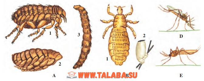 56-rasm. Parazit va kasal tarqatuvchi hasharotlar: A – burga: 1 – voyaga yetgan davri; 2 – g‘umbagi; 3 – qurti; B – bit: 1 – voyaga yetgan davri; 2 – sirkasi; D – oddiy chivin; E – bezgak chivini