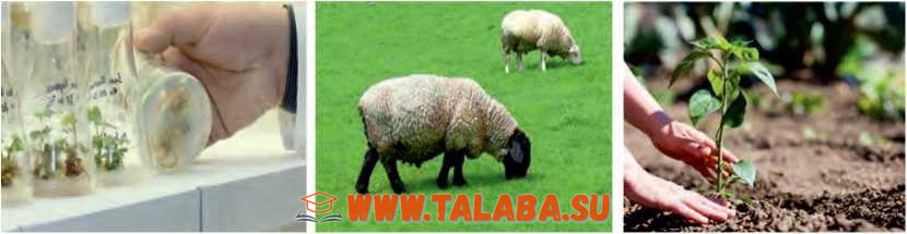 76-rasm. Insonning tabiatga ijobiy ta’siri.